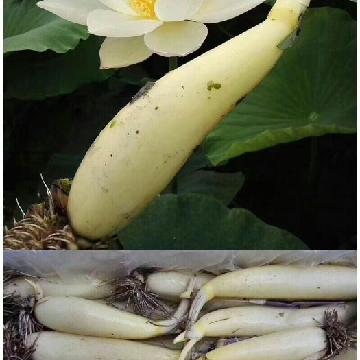  纯正马踏湖白莲藕，生吃可口。