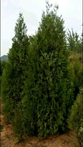 泽州县圆枝侧柏 侧柏
