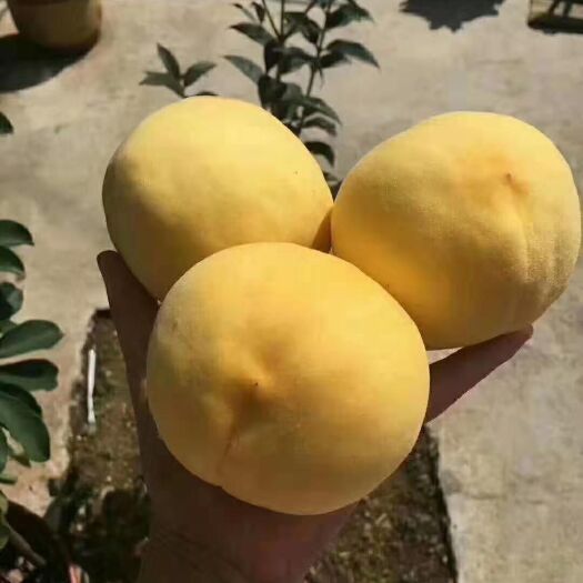 蒙阴县 蒙阴黄桃黄金蜜桃