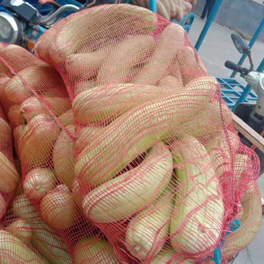 成武县菜瓜 大量哏瓜、越瓜上市，农民直销