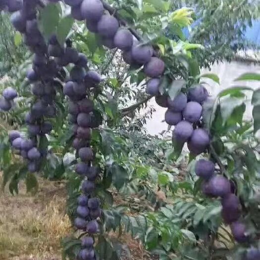 简阳市凤凰李子树苗 嫁接苗 裸根苗