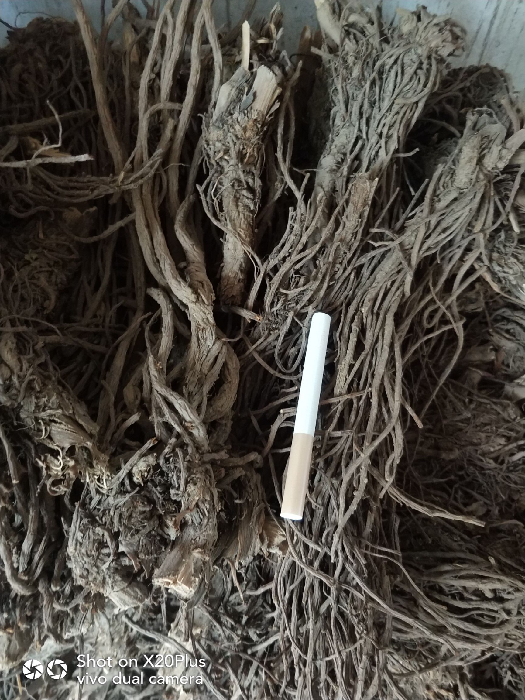羌活（三年生干货）