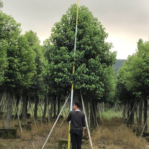漳州 香樟小枝条，小全冠数量多多，袋苗