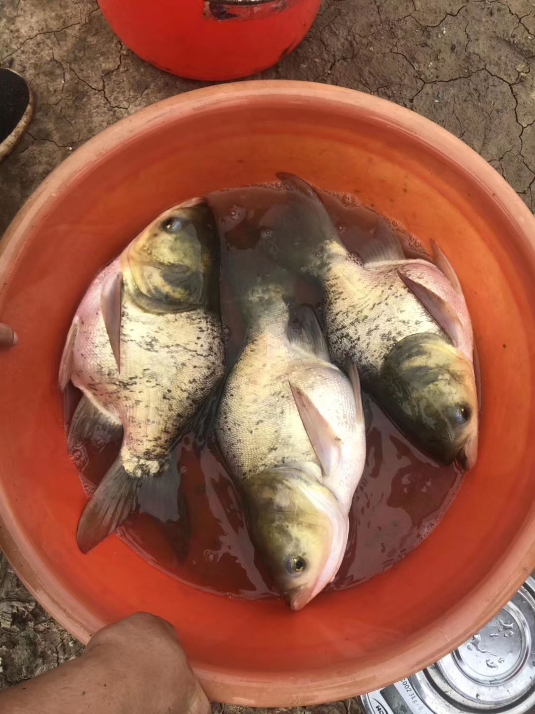 缩骨大头鱼苗 缩骨大头，仙骨胖大头
