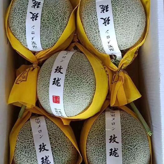 莘县网纹瓜  鲁厚甜
