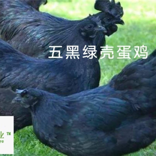 南宁 绿壳蛋鸡苗