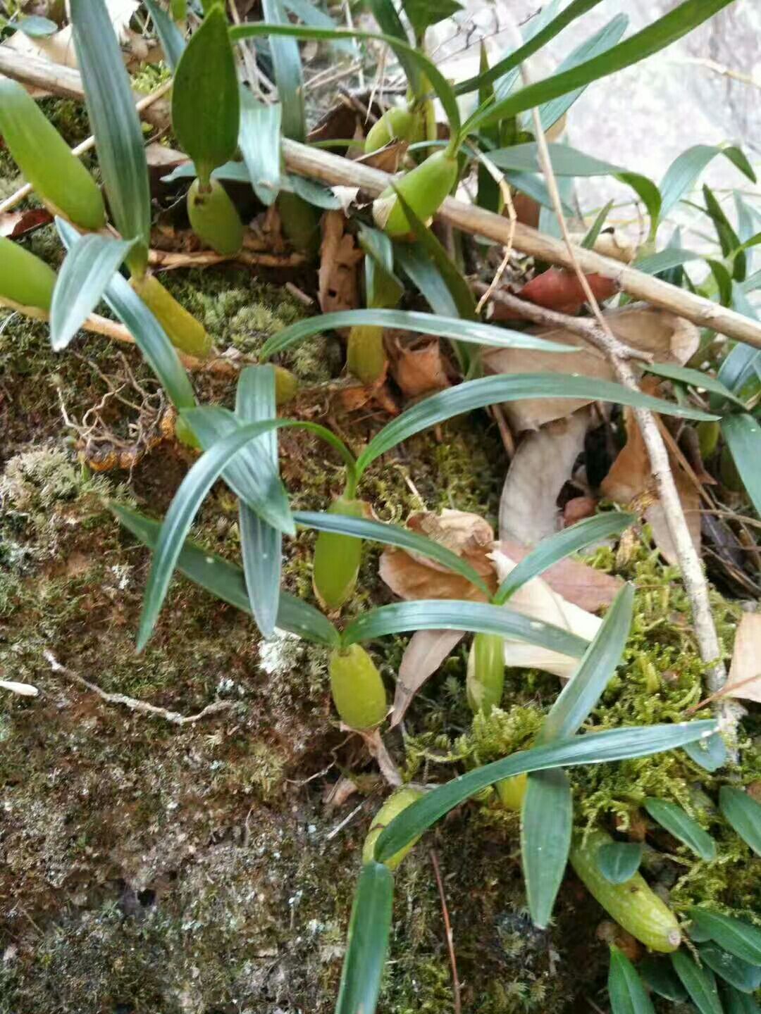 石橄榄 石仙桃，天然养生。