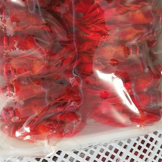 潜江市洪湖小龙虾 价位美丽，质量好