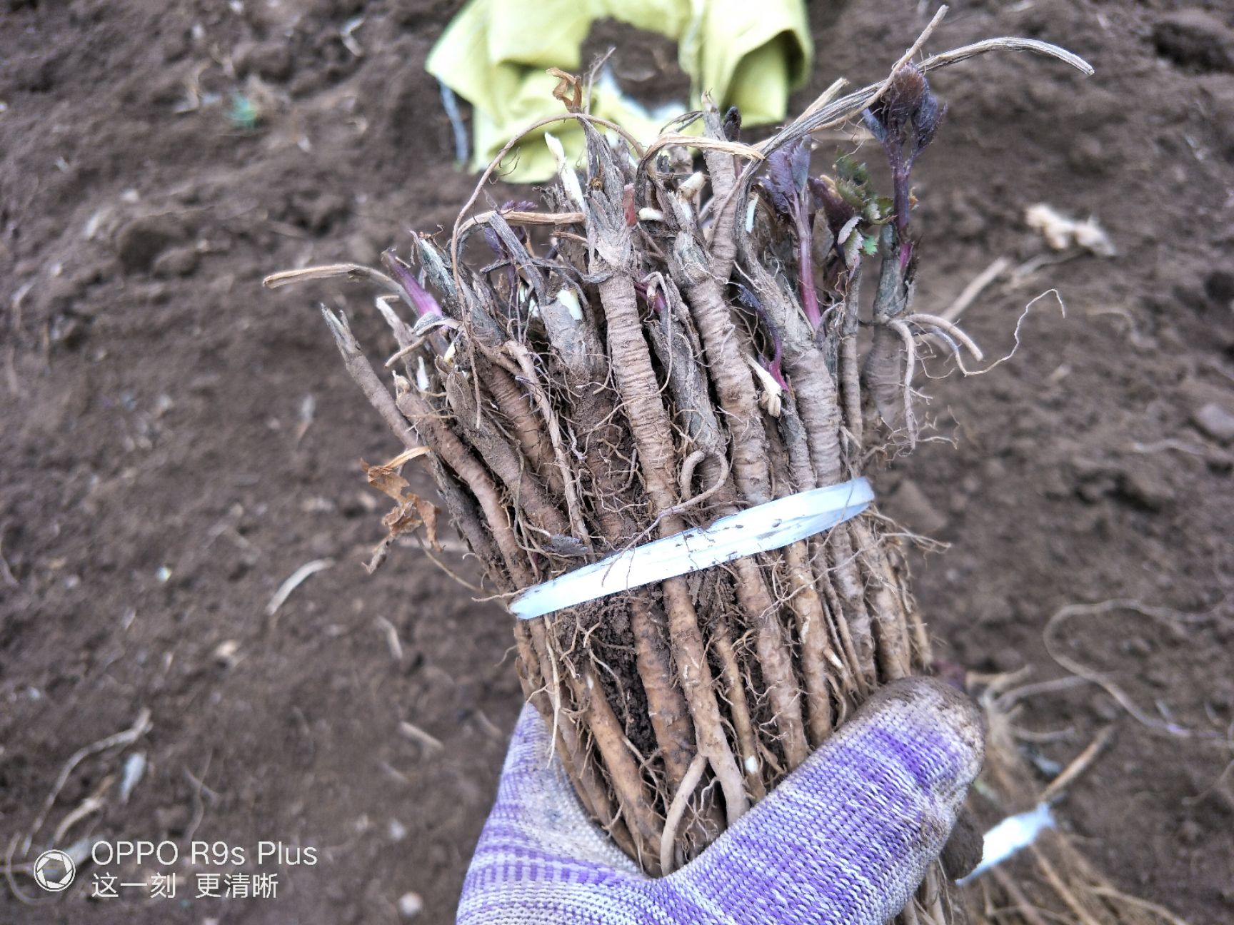 羌活种子  羌活苗 羌活（一手货源）