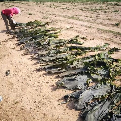 海带干 大连深海干海带大量上市了
