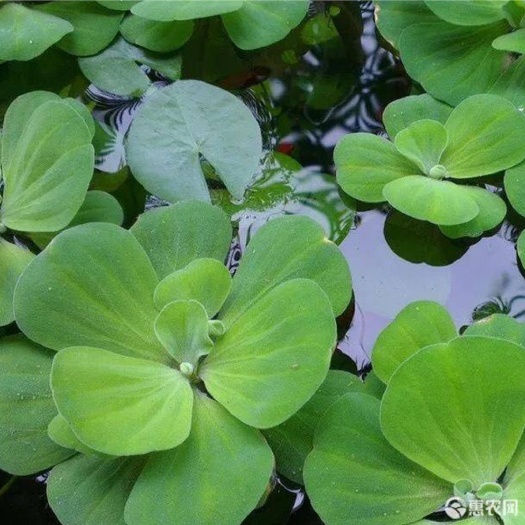 沭阳县 水浮萍