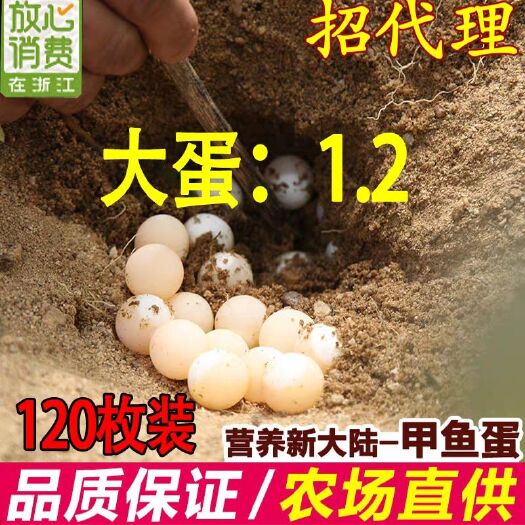 嘉兴 新鲜生态甲鱼蛋包邮当天挖宝宝辅食用王八蛋滋补水鱼蛋