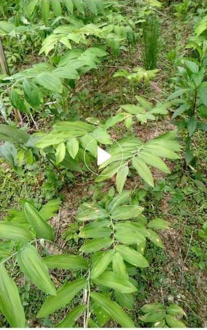 建始县 黄精块茎多花姜形黄精老虎姜新鲜甜黄精