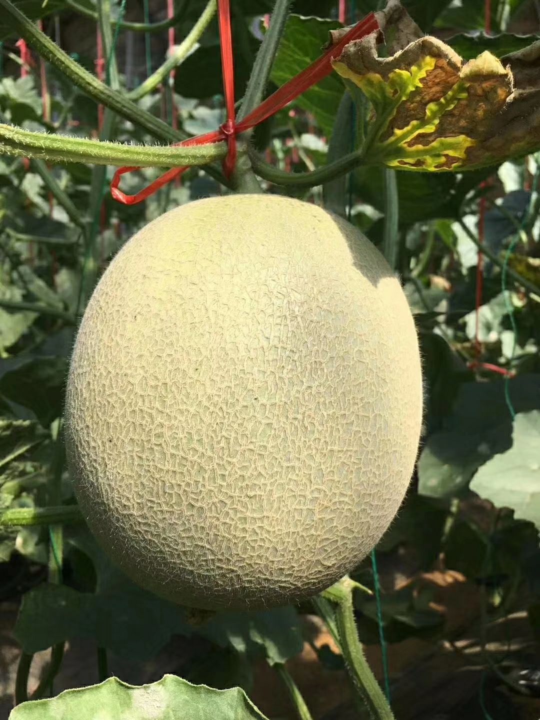 网纹瓜 3斤以上