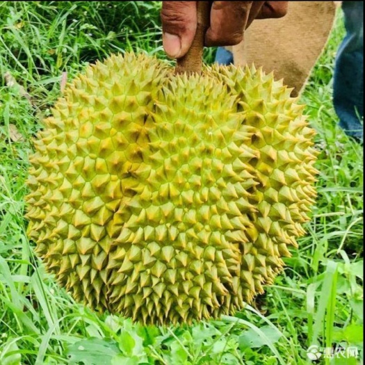 永嘉县 泰国金枕头榴莲包好