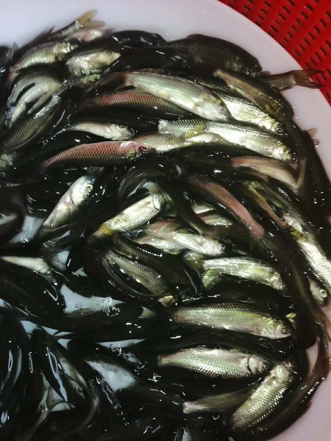 草鱼 鲩鱼苗
