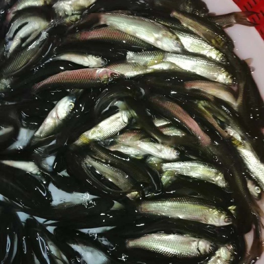 高州市草鱼 鲩鱼苗