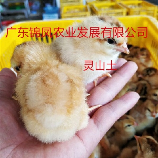 高州市 灵山土鸡苗