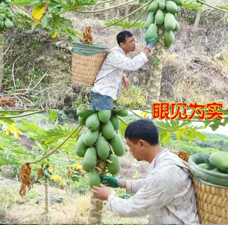  广西冰糖红心木瓜9斤包邮牛奶青木瓜应季新鲜水果批发香甜多汁