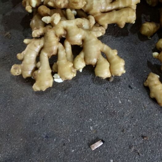 大黄姜 4~6两 水洗