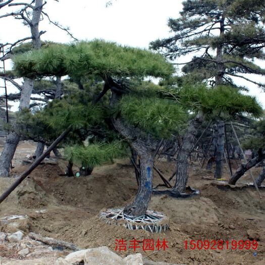 造型松 基地直供造型黑松 油松 各种规格景观松