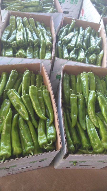  辣椒大量上市！