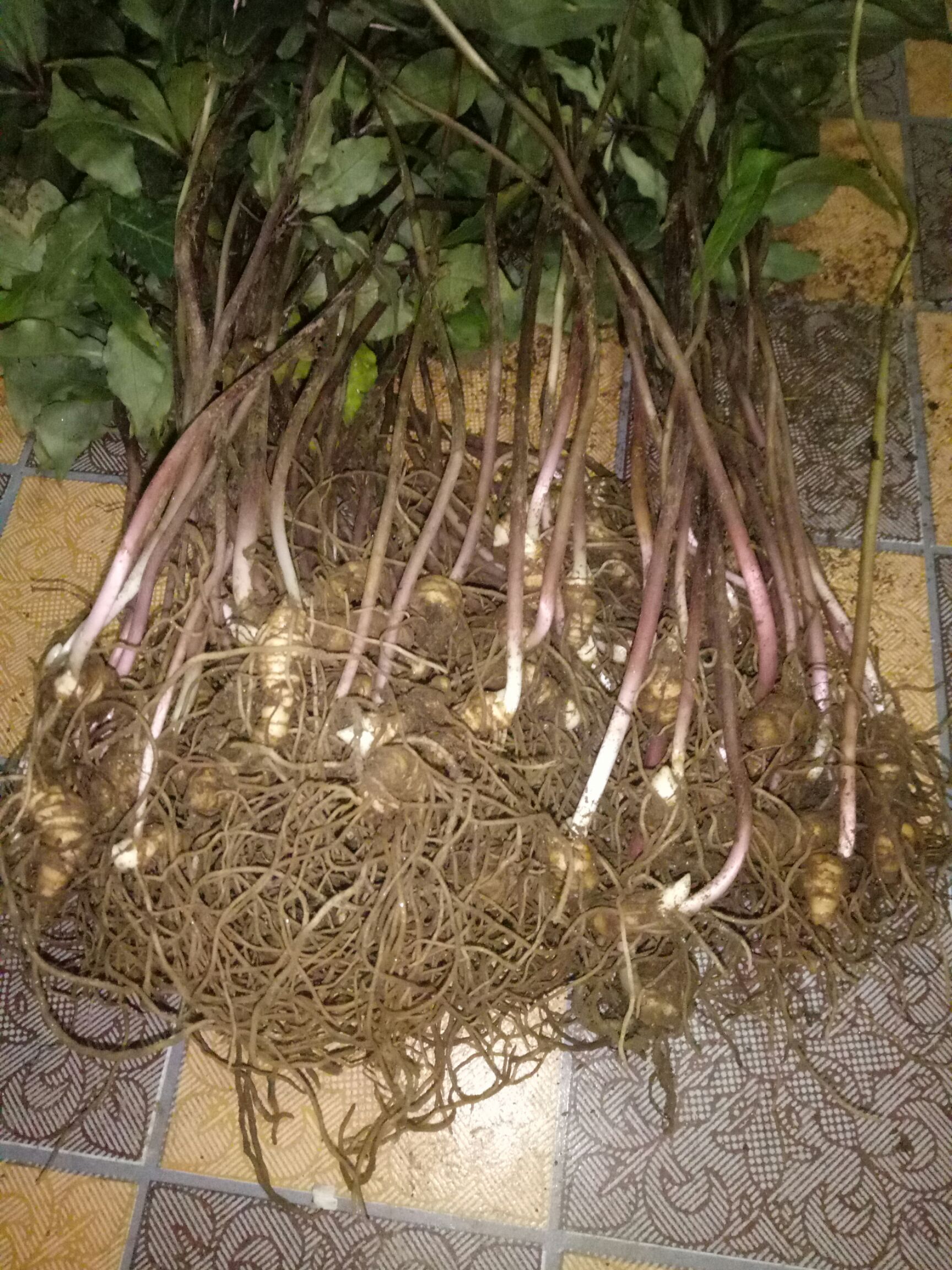 华重楼   重楼苗，重楼小苗七叶一枝花，烟头大小数量不多