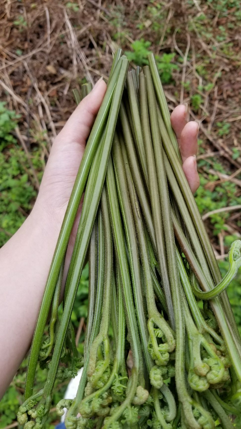  野生新鲜蕨菜  野蕨菜
