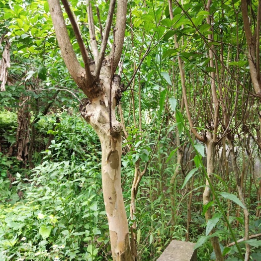 南江县 红花紫薇树