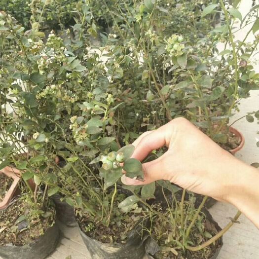 灵山县蓝宝石蓝莓苗 蓝莓