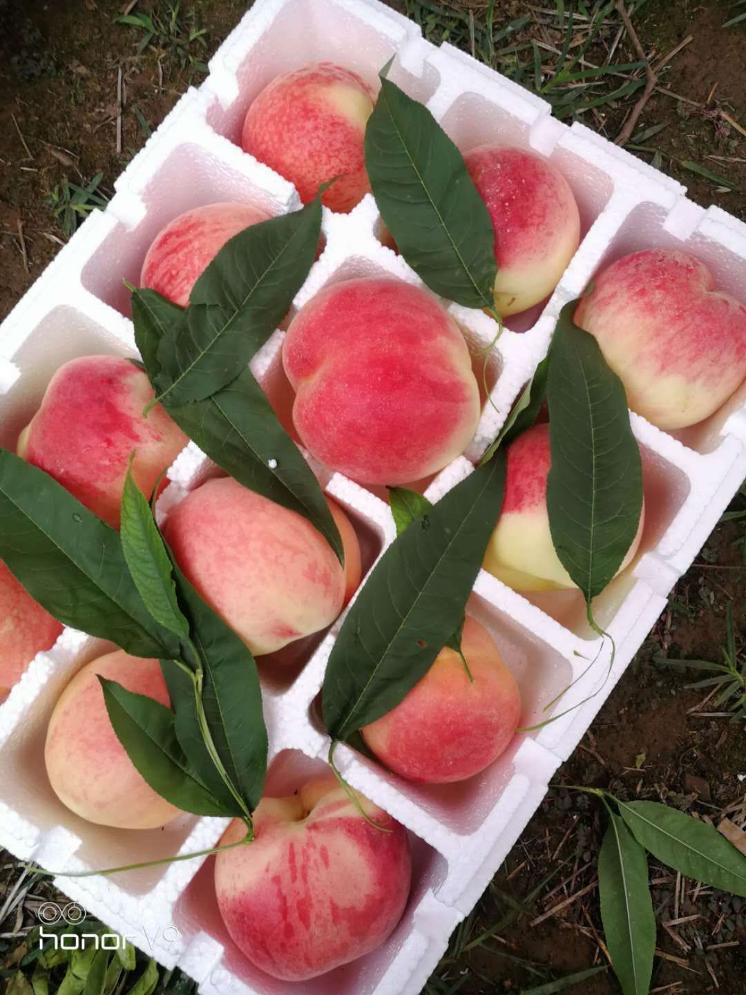 红桃 新鲜桃子上市。