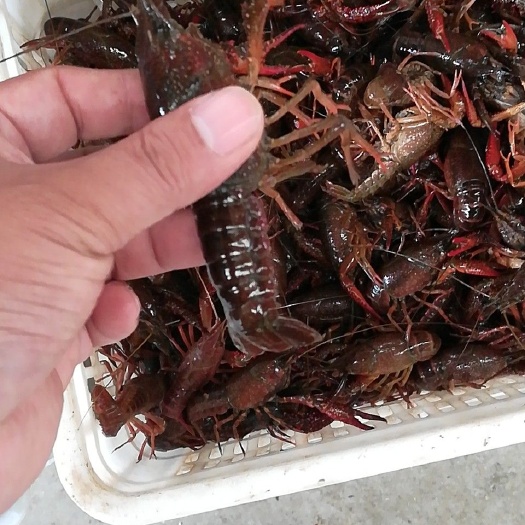 潜江市潜江小龙虾 34钱小青小红