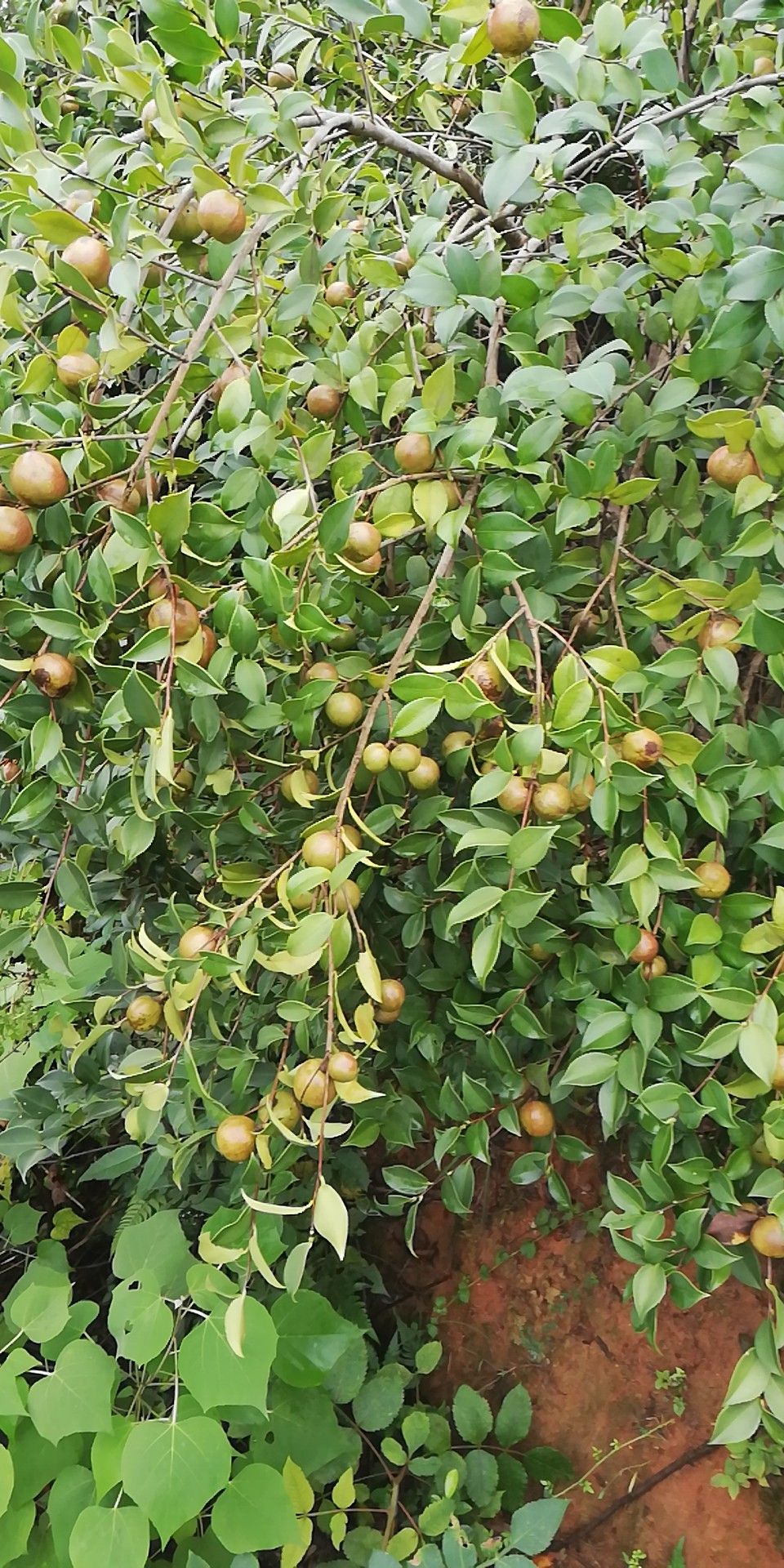 大果油茶籽  鲜茶果接受预定