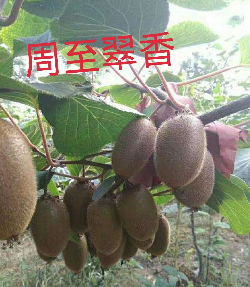 翠香猕猴桃，甜度高，维C含量高，周至地理性特产，农家直发。
