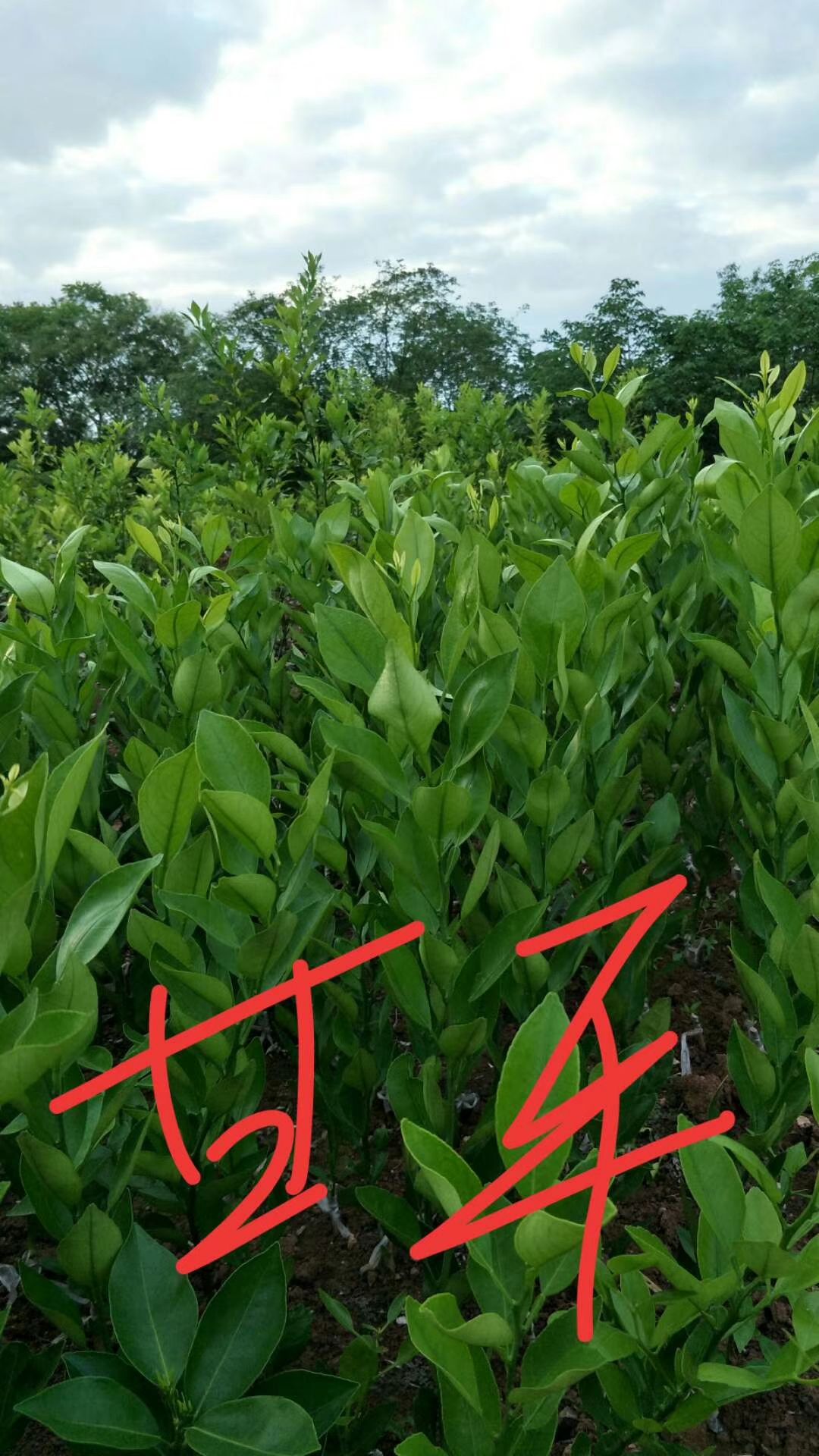 甘平柑橘苗  甘平柑桔苗(柑桔皇后)