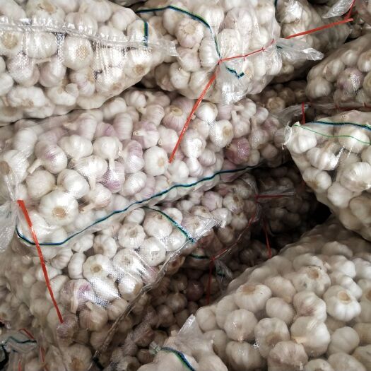邳州市邳州大蒜 精品邳州净蒜