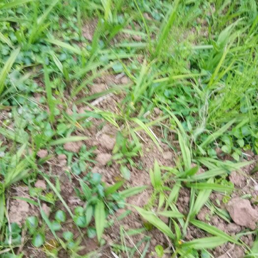 丹棱县 仙茅种苗