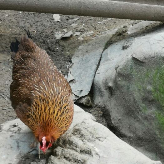 河池 广西南丹瑶鸡，纯纯的大山里少数民族喂养，正宗土鸡
