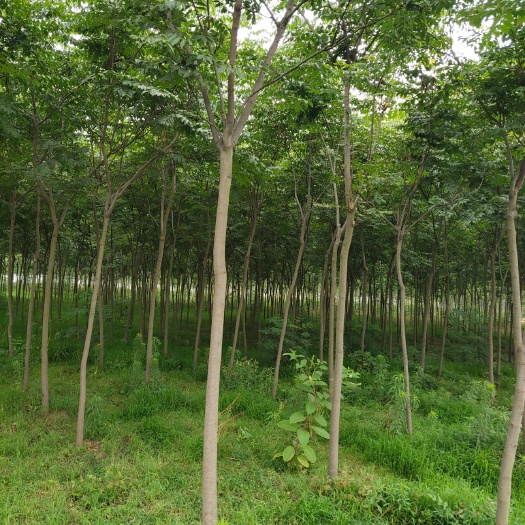 东海县 栾树