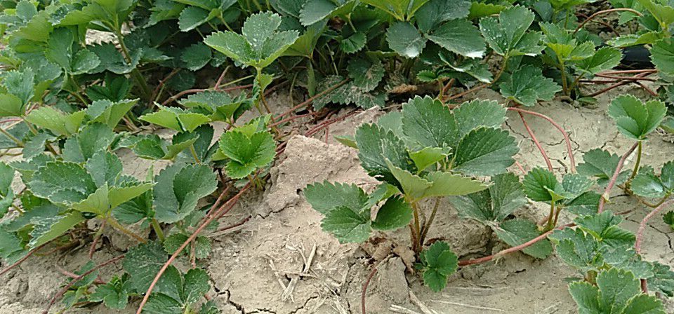 砀山县红颜草莓苗 10~20公分 地栽苗