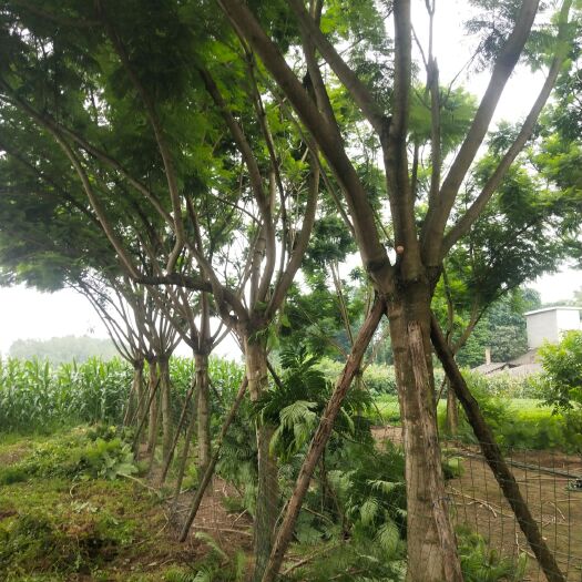 青神县 8-35公分蓝花楹
