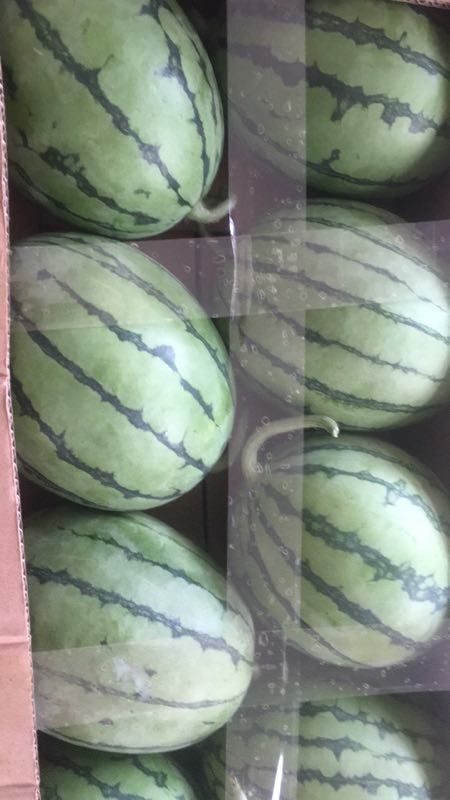 无籽西瓜  将氏精品早春红玉
