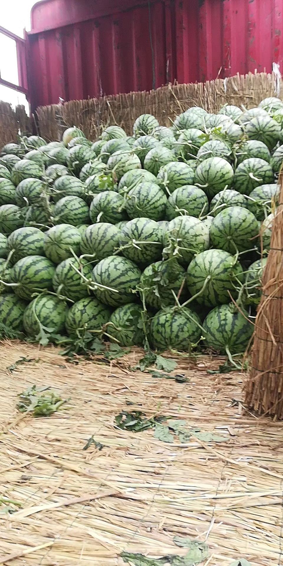 美都西瓜  西双版纳美都8424，麒麟瓜大量供货包质包量