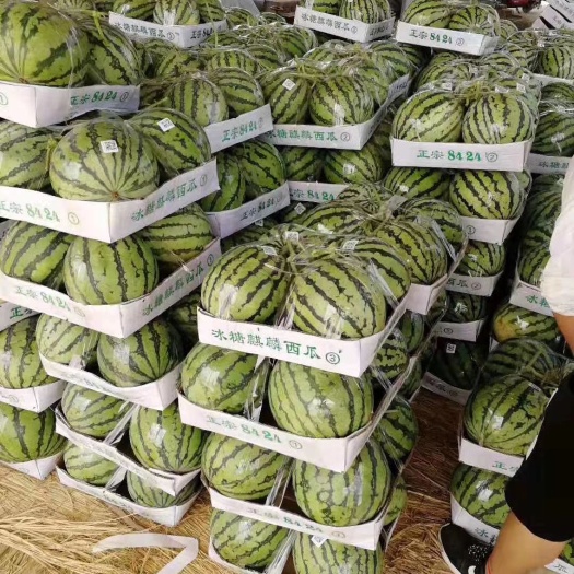 8424西瓜  商丘冰糖麒麟瓜，产地直供，货源充足，包熟包甜