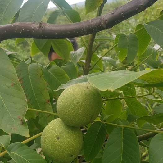 威宁县鲜核桃
