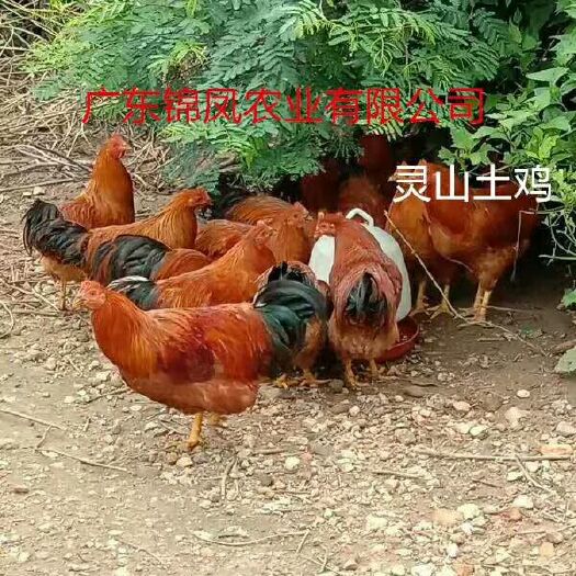 高州市 灵山土鸡苗