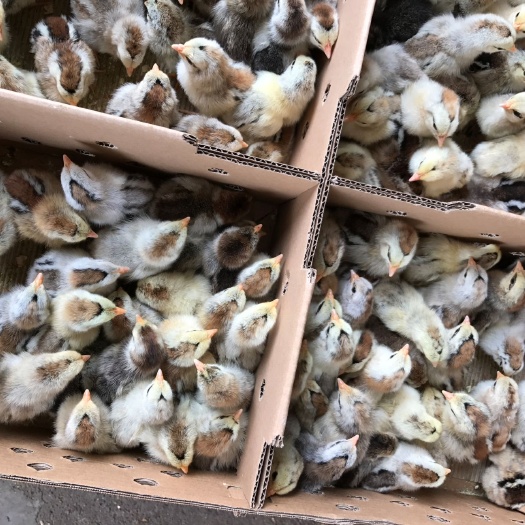 南宁彩凤鸡苗，出厂包疫苗，包活到家，新手包技术指导