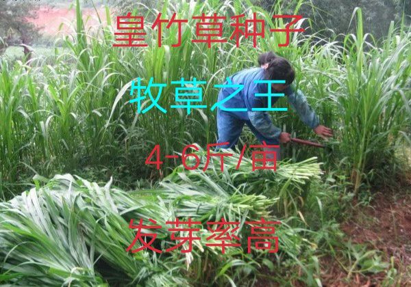平邑县 新品皇竹草种子 牧草种子 牧草之王 高产 4-6斤/亩