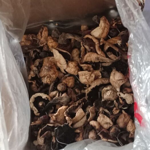 肃南县菰 高原蘑菇！