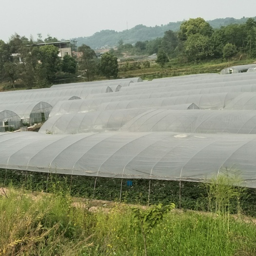 成套大棚 种植大棚 养殖大棚 草莓大棚 花卉大棚 钢管大棚